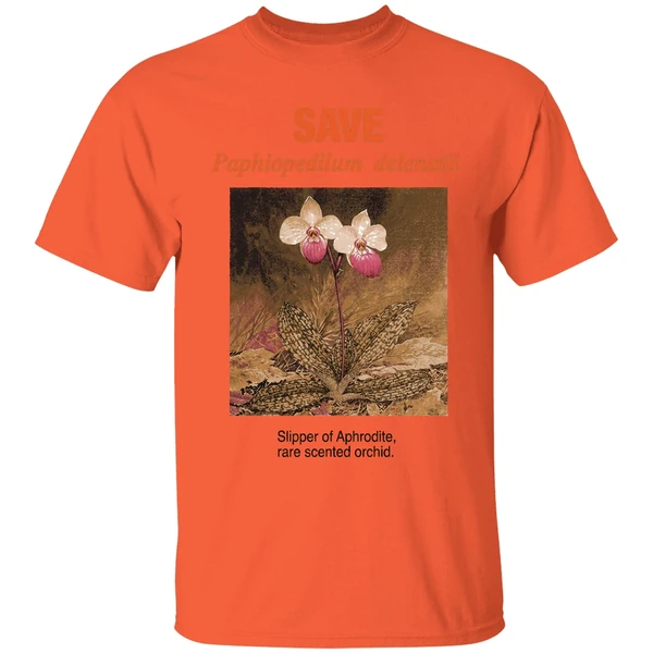 save paphiopedilum delenatii slipper of aphrodite rare scented orchid shirt orange